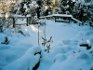 Teich im Winter